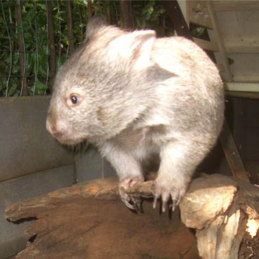 Wombat Care Photo