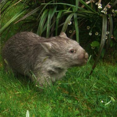 Wombat Care Photo